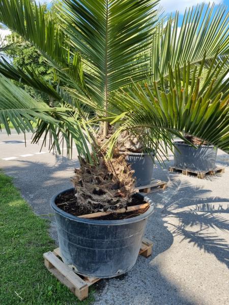 Jubaea Chilensis 250cm - Honig Palme - Winterharte Palme - Nr.1