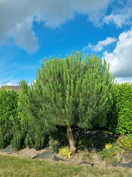 Pinus Pinea 200cm - Mittelmeer - Schirmpinie.