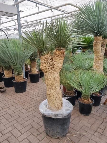 Yucca-Rostrata-verzweigt-185cm