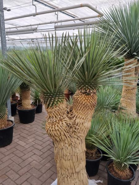 Yucca Rostrata verzweigt kaufen