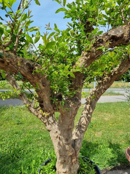 Granatapfel Baum 210cm ´Punica granatum´ Nr.1