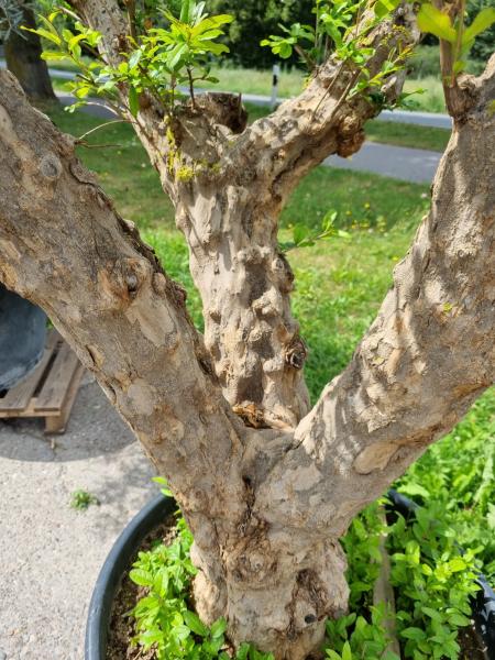 Granatapfel Baum 210cm ´Punica granatum´ Nr.1
