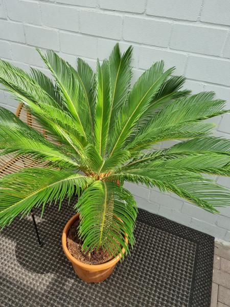 Cycas Revoluta Palmfarn 125cm / 47cm Stamm - genau dieser - Nr.2