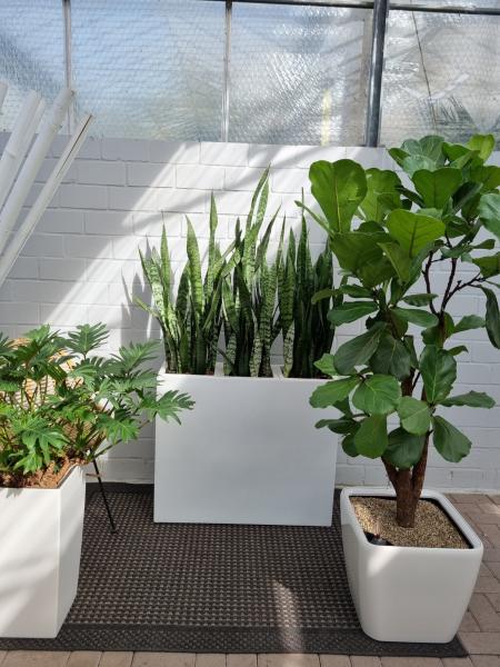 Zimmer- Büropflanzen Set - Ficus Lyrata, Philodendron Xanadu, Bogenhanf Zeylanica