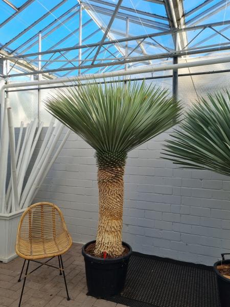 Yucca Rostrata Nr.172 kaufen