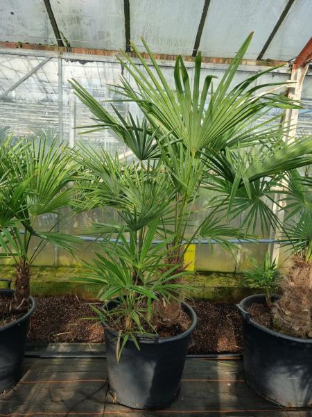 Trachycarpus Fortunei Hanfpalme-Nr.2-23