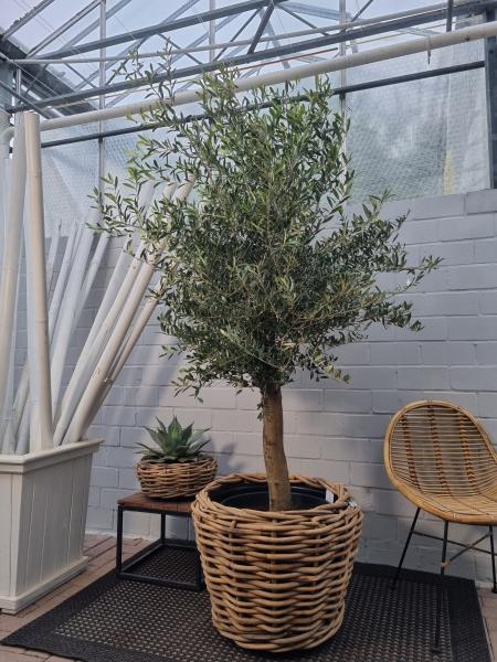 Olivenbaum im Rattan Pflanzkorb 200cm