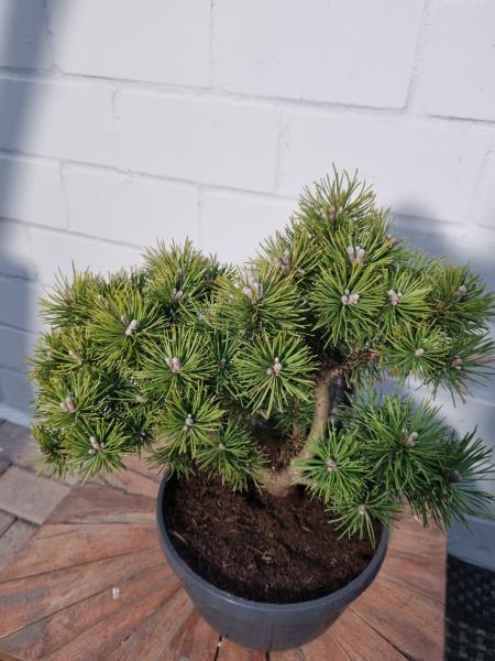 Pinus mugo 'Mops' Kugel-Kiefer Gartenbonsai