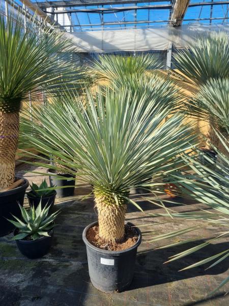 Yucca-rostrata-kaufen Nr-1-23 Planzaplaza