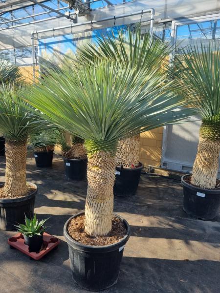 Yucca-rostrata-kaufen Nr-35-23 Planzaplaza