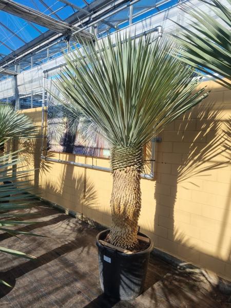 Yucca-rostrata-kaufen Nr-7-23 Planzaplaza