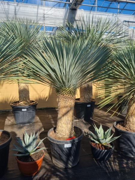 Yucca-rostrata-kaufen Nr-23-23 Planzaplaza