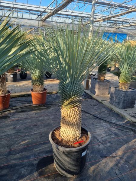 Yucca-rostrata-kaufen Nr-92-23 Plantaplaza