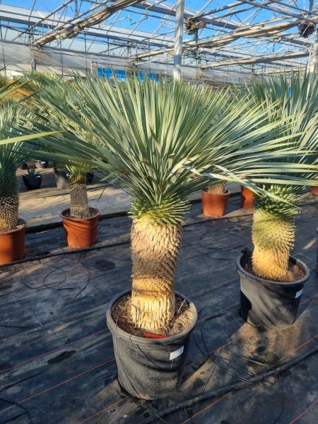 Yucca-rostrata-kaufen Nr-85-23 Plantaplaza