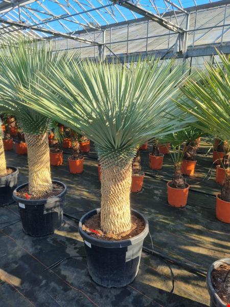 Yucca-rostrata-kaufen Nr-110-23 Plantaplaza