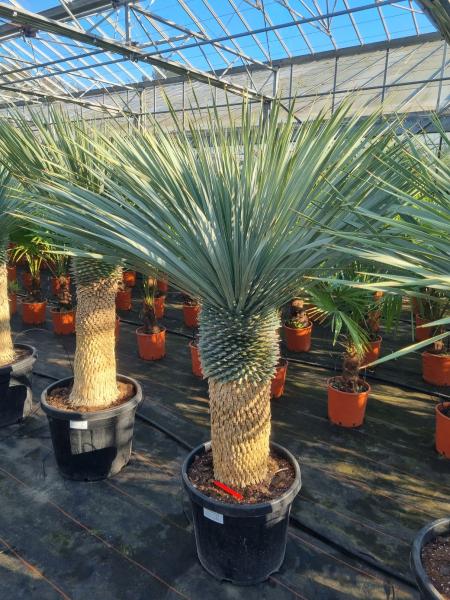 Yucca-rostrata-kaufen Nr-108-23 Plantaplaza