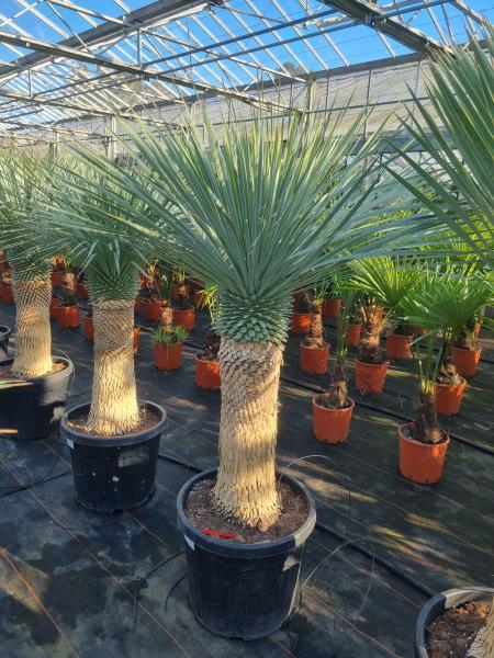Yucca-rostrata-kaufen Nr-106-23 Plantaplaza