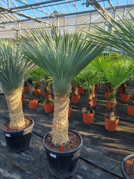 Yucca-rostrata-kaufen Nr-96-23 Plantaplaza