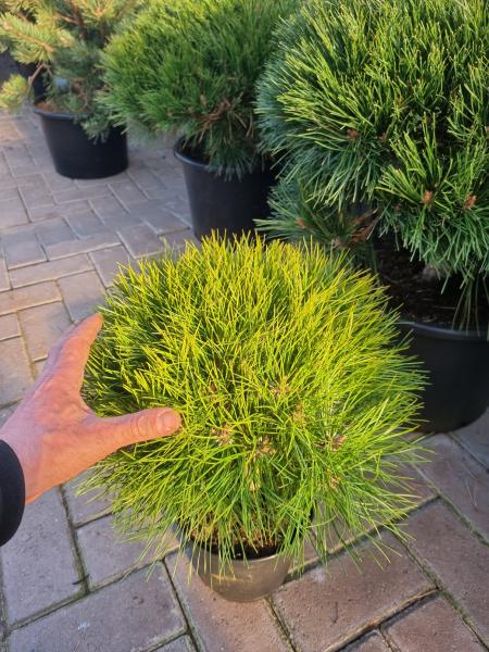 Pinus nigra Marie Bregeon® ⌀30cm - Kugelkiefer.