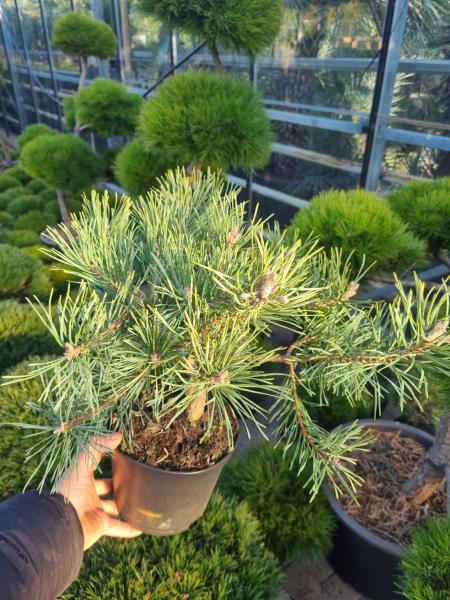 Pinus sylvestris ´Repens´ ⌀35cm kaufen