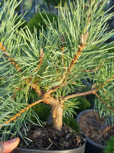 Pinus sylvestris ´Repens´ ⌀35cm - niedriger Waldkiefer.