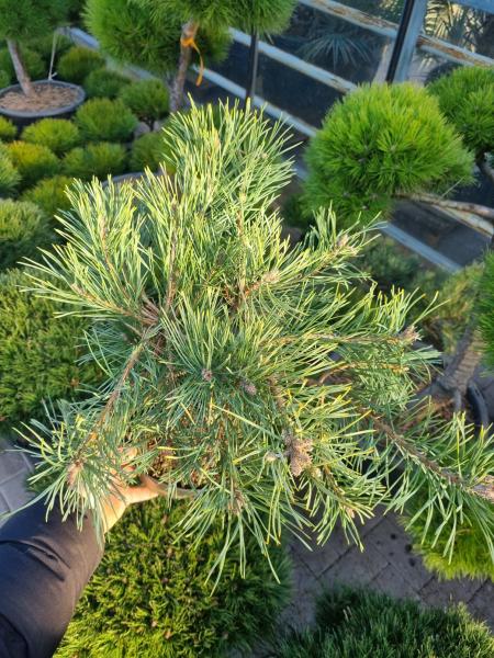 Pinus sylvestris ´Repens´ ⌀35cm - niedriger Waldkiefer.