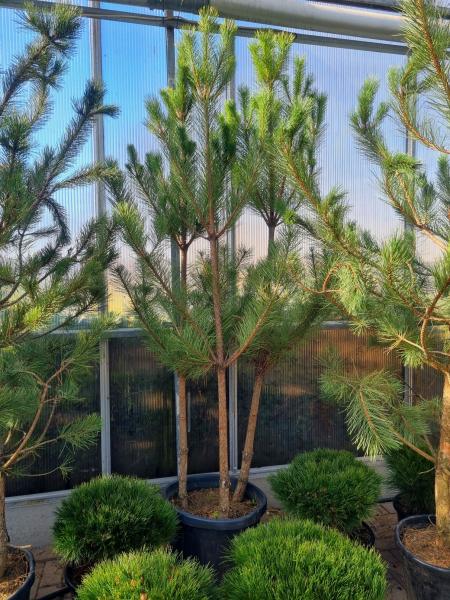 Pinus-nigra-ssp--nigra-270cm-3stämmig