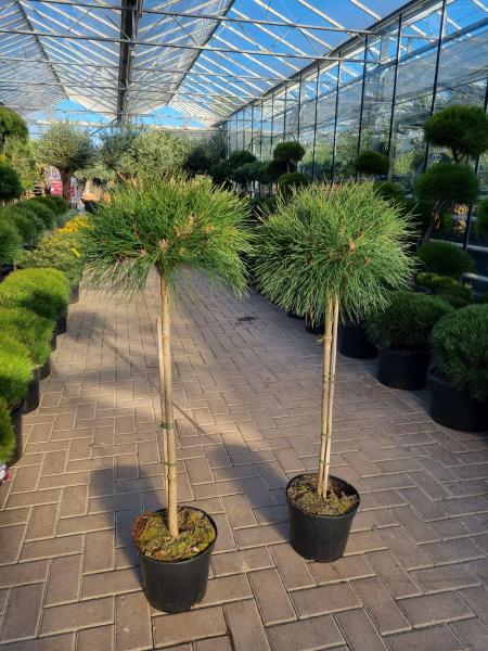 Pinus-nigra-Pierrick-Bregeon-Hochstamm-125cm