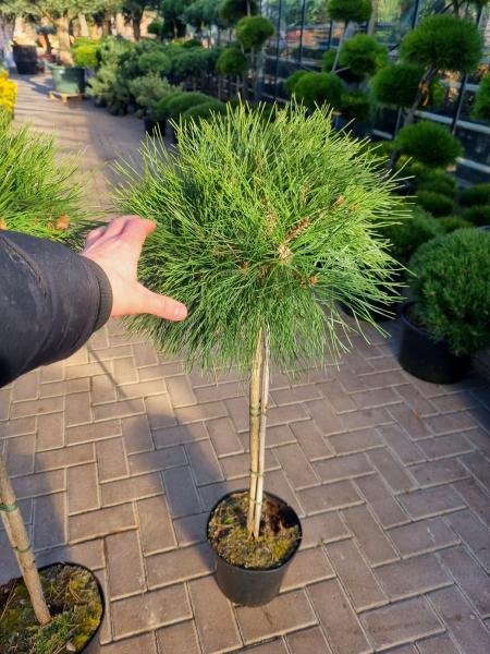 Pinus nigra Hochstamm 125cm - Pierrick Bregeon® Stämmchen.