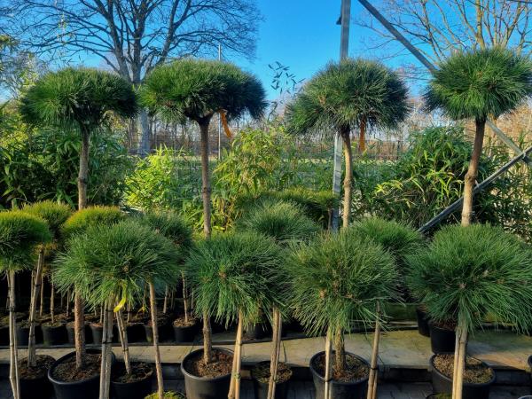 Pinus nigra Hochstamm - 200cm Pierrick Bregeon® Stämmchen.