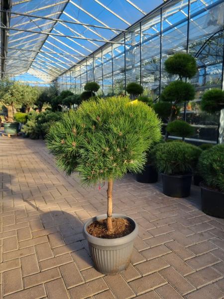 Pinus-nigra-Pierrick-Bregeon-Hochstamm-105cm
