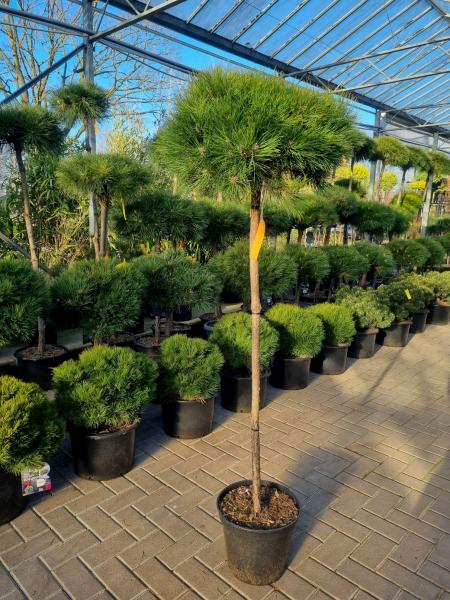 Pinus-nigra-Hochstamm-170cm-Marie-Bregeon
