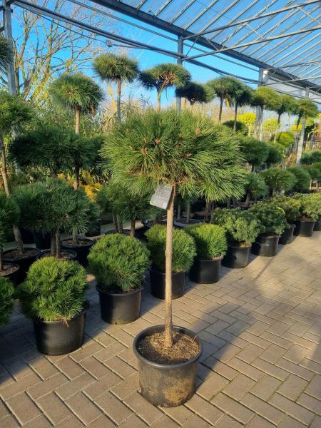Pinus nigra Hochstamm - 145cm Pierrick Bregeon® Stämmchen.