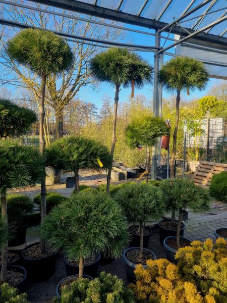 Pinus nigra Hochstamm - 230cm Pierrick Bregeon® Stämmchen. Pinus nigra Hochstamm - 230cm Pierrick Bregeon® Stämmchen.