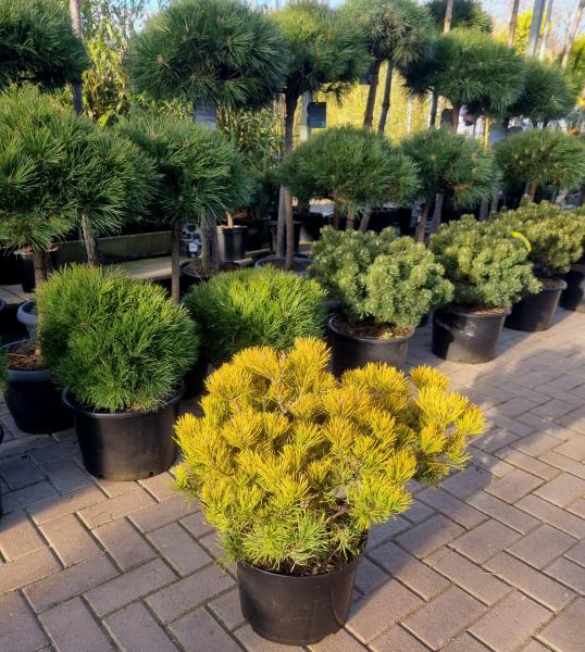 Pinus mugo 'Carsten's Wintergold 40-50cm