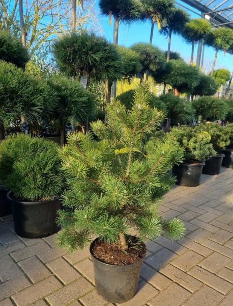 Hakenkiefer Pinus mugo subsp. uncinata 90cm