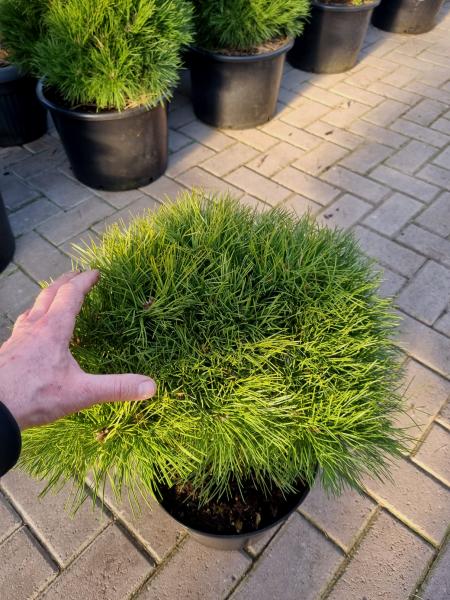 Pinus nigra Pierrick Bregeon® ⌀45-50cm - Kugelkiefer.