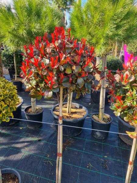 Photinia little red robin 145cm stämmchen Photinia little red robin 145cm stämmchen