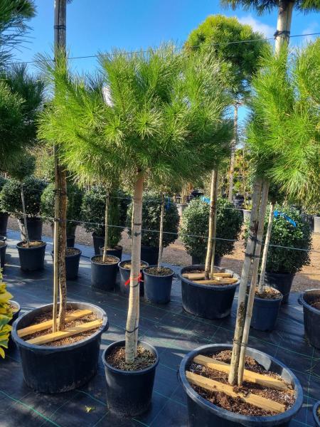 Pinus-Pinea-200cm