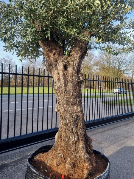 ↑ Sie erhalten genau diesen ↑ - Olivenbaum Bonsai 320cm Nr.124