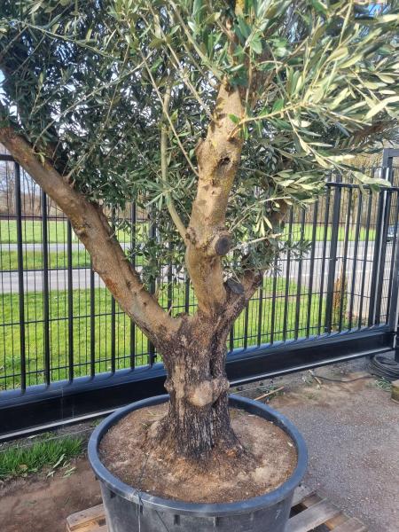 ↑ Sie erhalten genau diesen ↑ - Olivenbaum verzweigt 270cm Nr.163