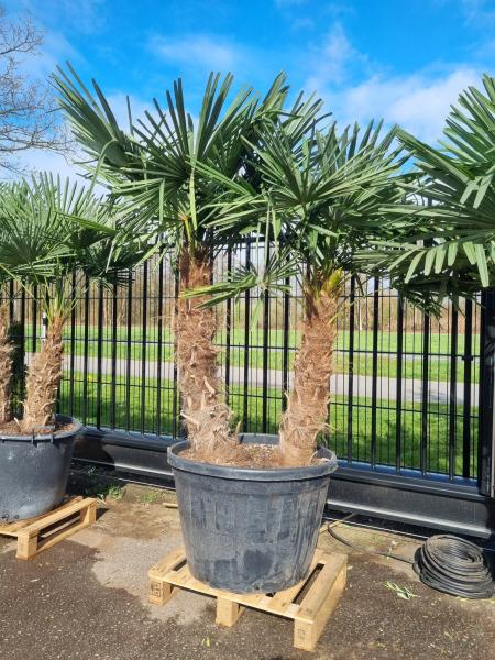 Trachycarpus Fortunei 220cm Palmengruppe Nr.6-23