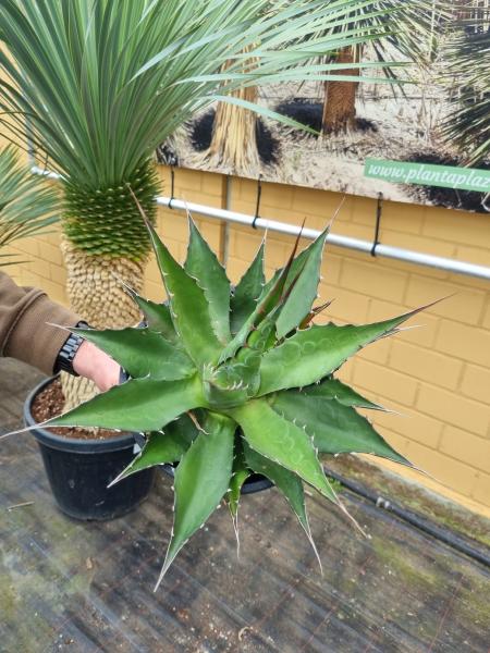 Winterharte Agave Montana im 17cm Topf.