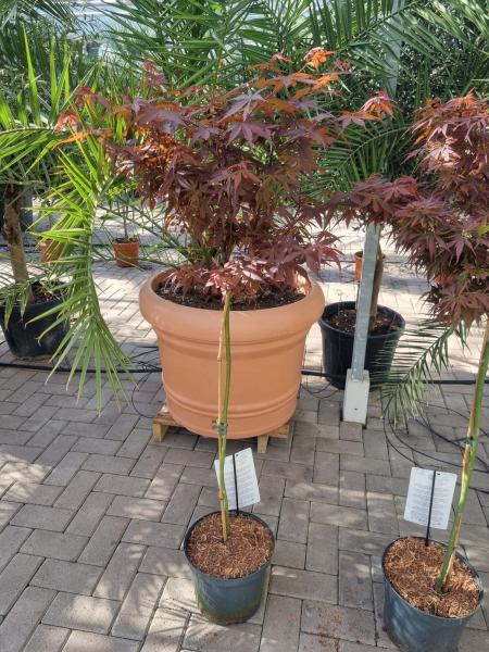140cm Acer skeeter´s ´Broom´ als stämmchen 140cm Acer skeeter´s ´Broom´ als stämmchen