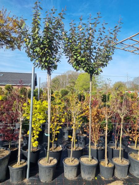 Elaeagnus ebbingei 175cm hochstamm Elaeagnus ebbingei 175cm hochstamm