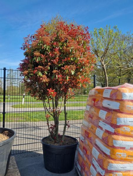 Photinia red robin XXL Photinia red robin XXL