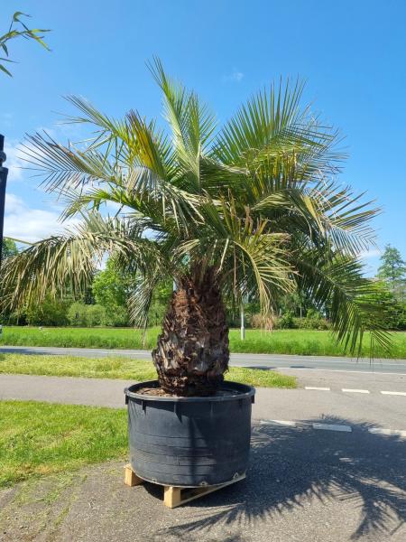 Honigpalme Jubaea Chilensis 340cm Nr1-23