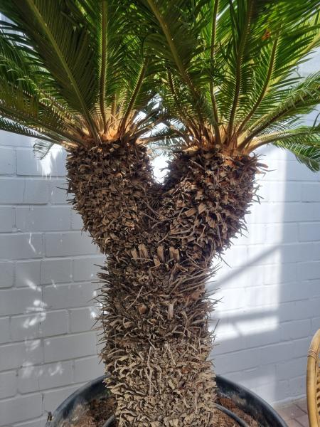 Cycas Revoluta verzweigt 180cm - XXL Palmfarn - Japanische Sagopalme