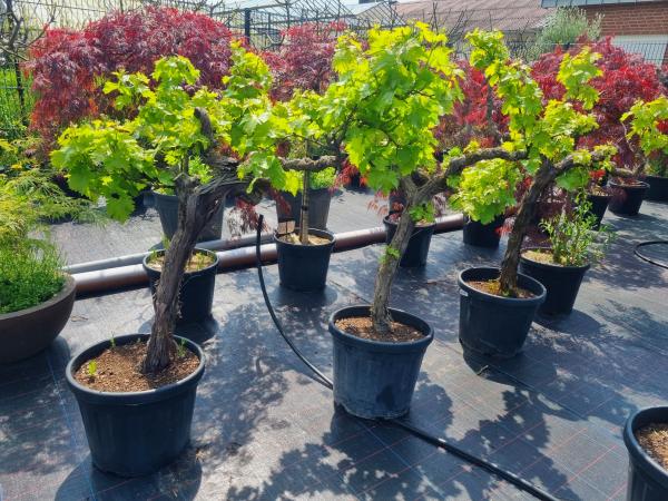 Weinrebe 90 - 100cm Stamm - Vitis vinifera Moscatel - Helle Traube.