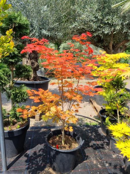 ↑ Sie erhalten genau diesen besonderen Fächerahorn ↑ Acer Palmatum Moonrise Nr.8 ↑ Sie erhalten genau diesen besonderen Fächerahorn ↑ Acer Palmatum Moonrise Nr.8